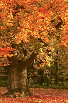 The beech