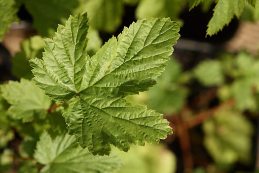 Meadowsweet Filipendula ulmaria