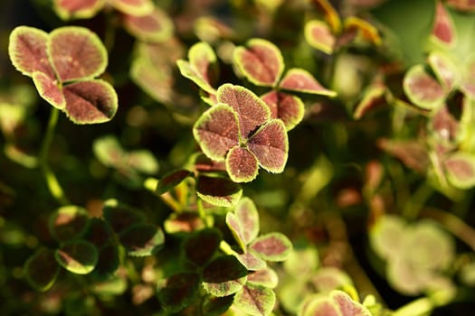 Four-leaf clover