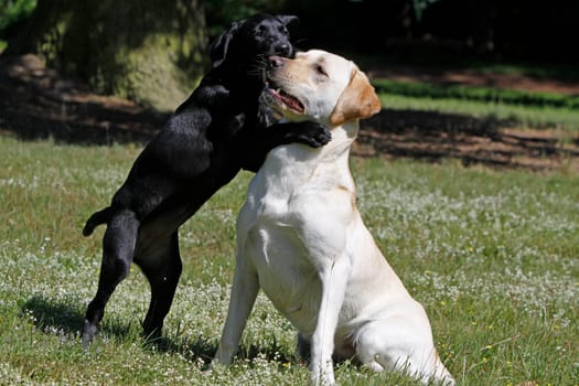Playing Labrador Retrievers,including a black puppy