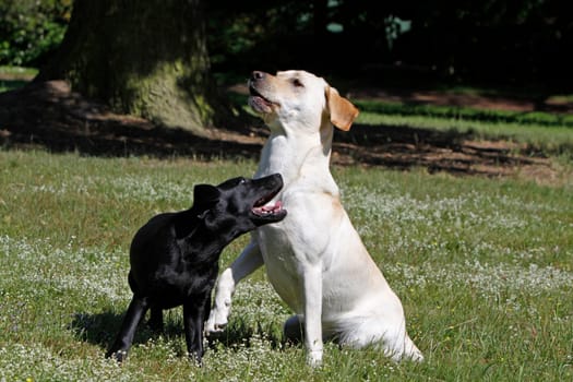 Playing Labrador Retrievers,including a black puppy