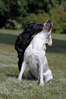 Playing Labrador Retrievers,including a black puppy