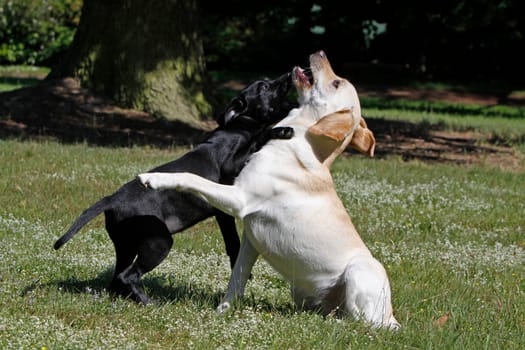 Playing Labrador Retrievers,including a black puppy