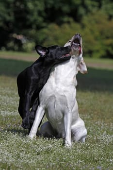 Playing Labrador Retrievers,including a black puppy