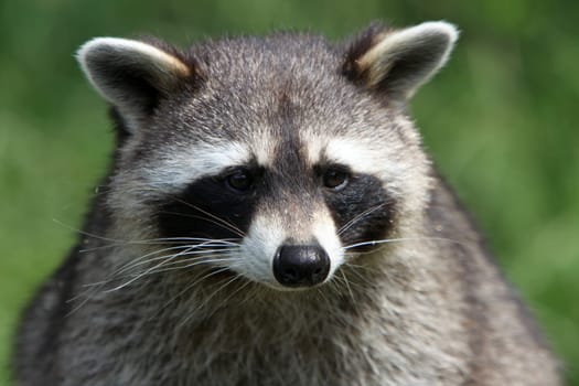 Raccoon
