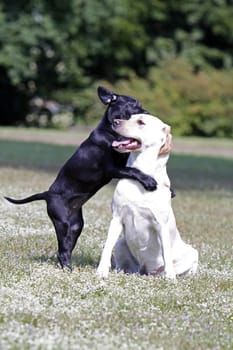 Playing Labrador Retrievers,including a black puppy