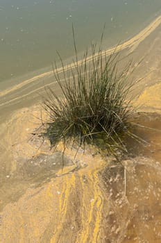 Bulrush in the polluted riverbed of Mosteirao, downstream abandoned pyrite mine of S. Domingos , Mertola, Portugal