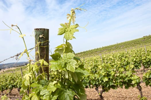 Grapevines in the fruit set season, Borba, Alentejo, Portugal