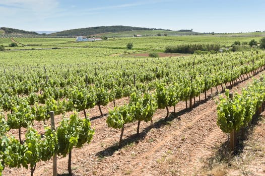 Vineyard in the fruit set season, Borba, Alentejo, Portugal