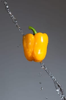 Splashing yellow pepper into water, over gray backgrounds