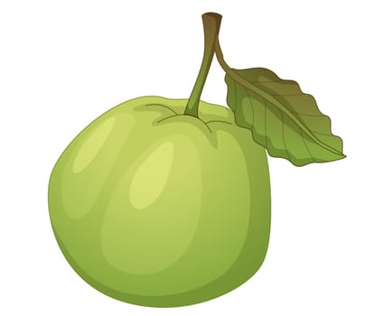 Illustration of friut on a white background