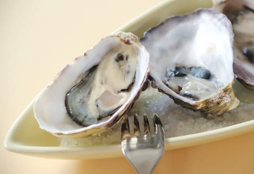 Fresh natural oysters in their shells ready to serve.