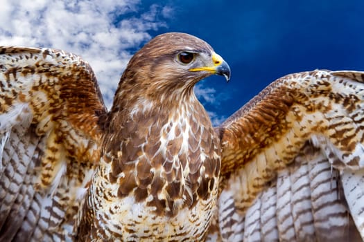 Beautiful buzzard bird Buteo Buteo
