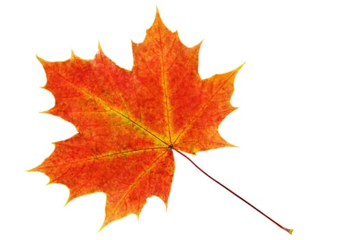 red orange maple leaf