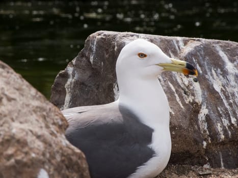 Profile close-up of a breeding ring-billed gull (lat.  Larus delawarensis) between rocks