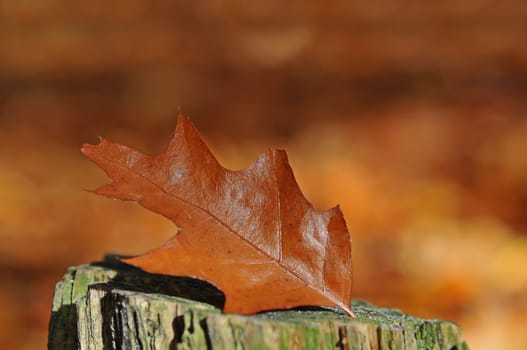 Oak leaves