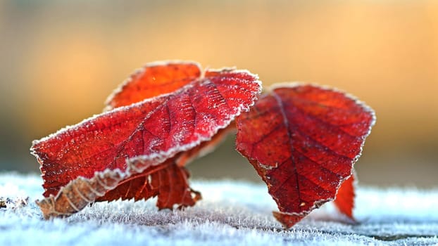 Blackberry leaf
