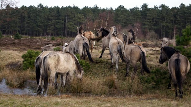 Konik Herde in Cuxhaven
