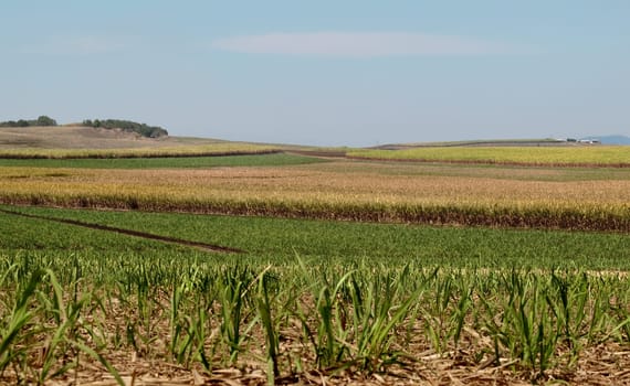 Australian sugar industry sugarcane farm rural agriculture landscape with smoky sky background
