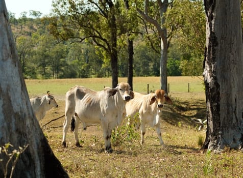 Rural landscape Australian beef cattle ranch pastoral farm young brahman bulls for agriculture meat industry