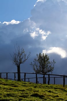 Trees in front of storm clouds