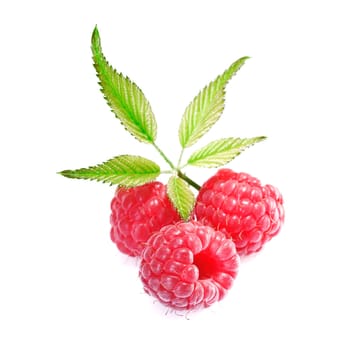 Closeup of three delicious fresh ripe red raspberries isolated on white with their leaves
