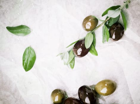 Fresh olives on a branch being prepared for culinary use with copyspace