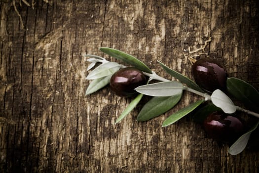 Branch with fresh black olives lying on a textured grungy wooden surface with vignetting