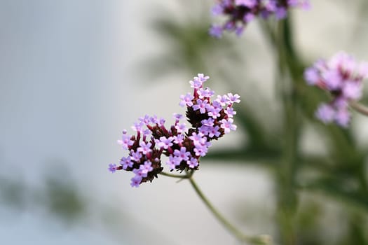Argentine verbena Verbena bonariensis