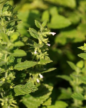 Lemon balm Melissa officinalis
