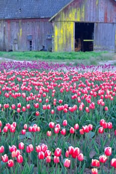 Buildings and equipment used in the production of Tulips wait to be used in the field