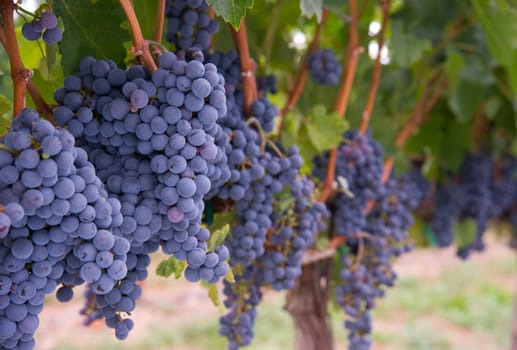 Grapes still growing ripe and ready in the Vineyard