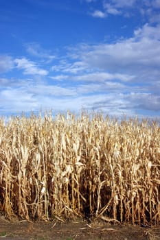 Corn still standing after a freeze having never been harvested