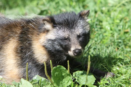 Raccoon dog