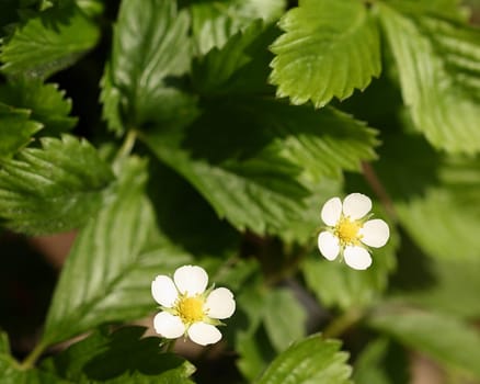 Strawberry plant