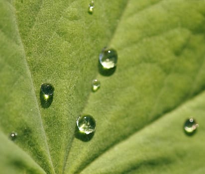 Lady's mantle Alchemilla vulgaris