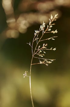Grasses