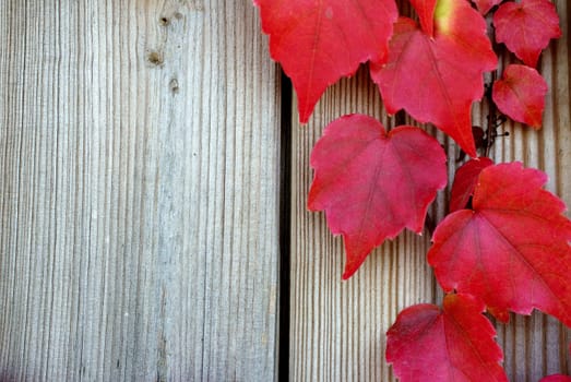 The photograph of grape leaves in autumn emprogatively climbs on a wooden wall.