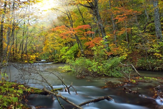 Autumn Colors of Oirase River, located at Aomori Prefecture Japan