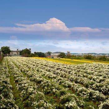 background of beautiful flowers of chrysanthemums