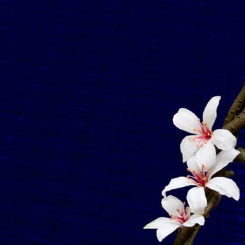 Nice color for background for adv or others purpose use
