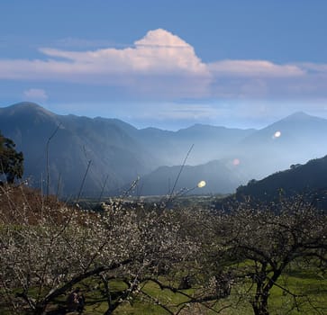 photo of blossoming tree brunch with mountain for background