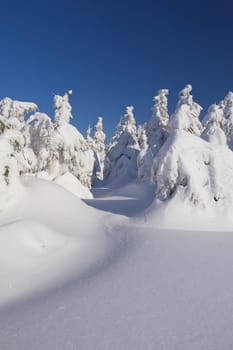 Winter view of snow covered mountain and trees with blue sky in the background