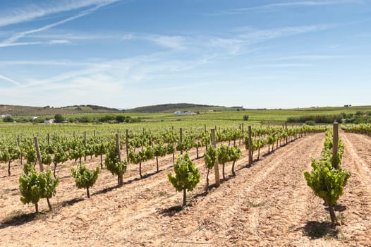 Vineyard in the fruit set season, Borba, Alentejo, Portugal