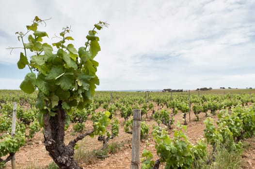 Old vines in the flowering season, Borba, Alentejo, Portugal