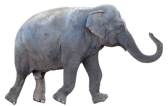 Elephant isolated on white background