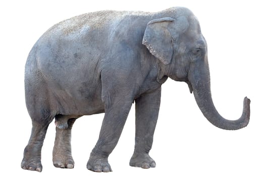 Elephant isolated on white background