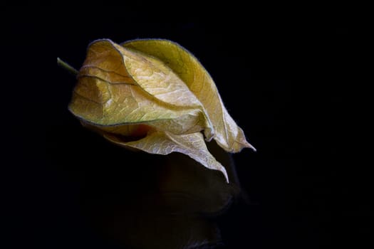 Physalis