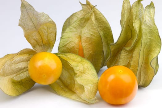 Physalis