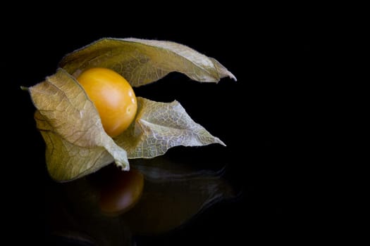 Physalis
